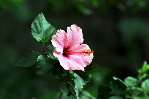 1月桃花运来临 4大星座有月老牵线,苦苦追寻爱情成真