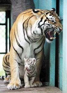 天津动物园黄白双胞胎小老虎名字确定 