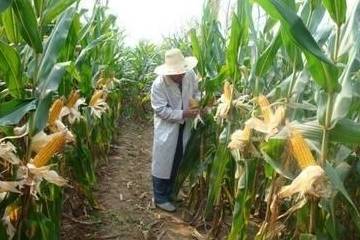 科研玉米 被当地农民偷摘,损失上千万 他们真的这么饿吗