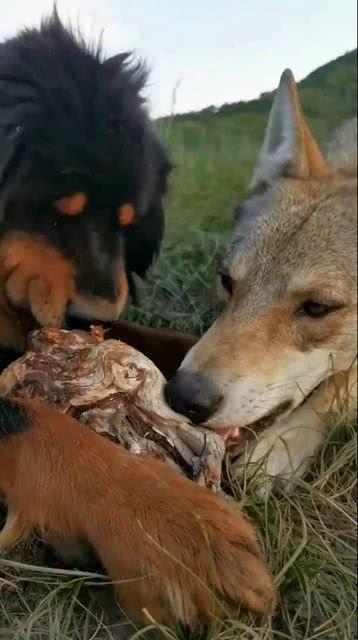 狗哥狼妹一起吃肉肉 