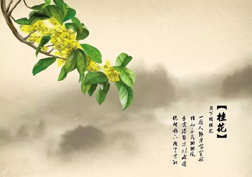 八月桂花香经典短句子 形容桂花香的句子唯美短句(精选59句)