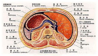 腹膜后肿瘤的临床表现 