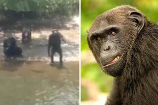 一群黑猩猩被美国实验室遗弃在非洲岛屿 当地人担心它们会吃人 