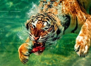 梦见老虎扑向别的动物周公解梦,梦见老虎扑向别的动物是什么意