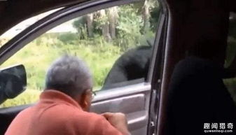 惊险 一家人正在给黑熊拍照,它突然用手掌将车门打开 
