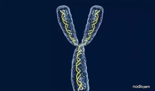 科学家发现Y染色体正在逐渐消失,未来或许会出现新型人种