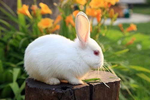 未来一周,生肖兔家里有人员调动,下半年 兔兔 生威