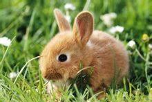 国家二级保护动物 海南兔