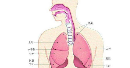 肺在哪个位置图 