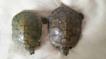 这两只龟的性别是什么,年龄一样吗 