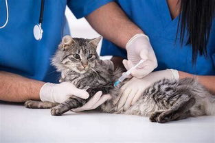 辟谣 狂犬疫苗和猫三联一样重要,所有猫咪都应该打狂犬疫苗