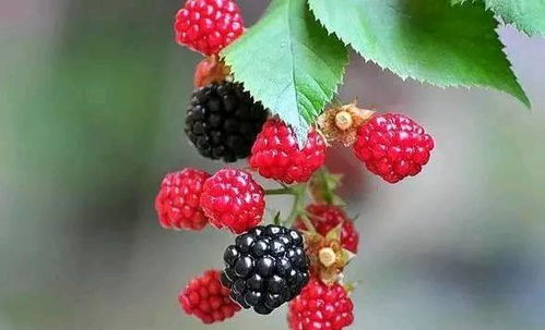 红树莓怎么种能丰产,红树莓是一年生植物还是多年生植物