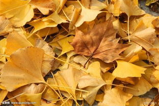 有关于秋天树叶的诗句