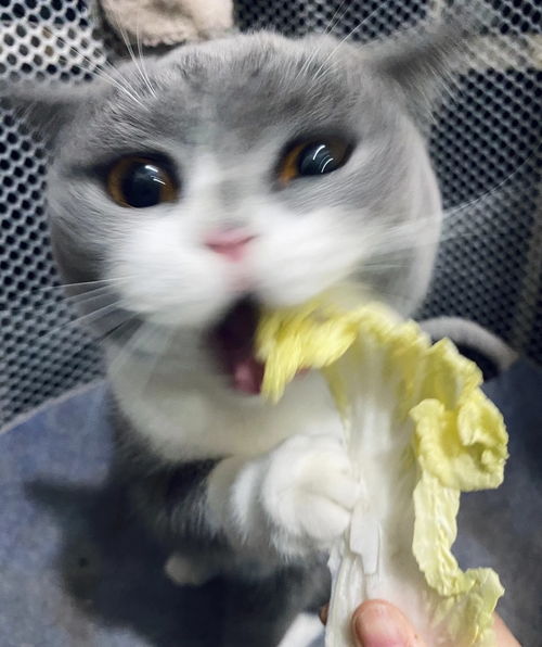 大家的小猫咪会爱吃青菜吗 