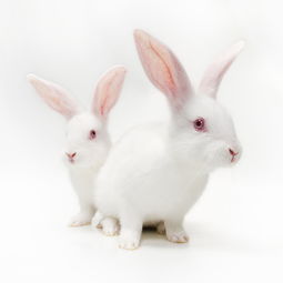 可爱的小兔子37877 动物合集 动物类 68Design 