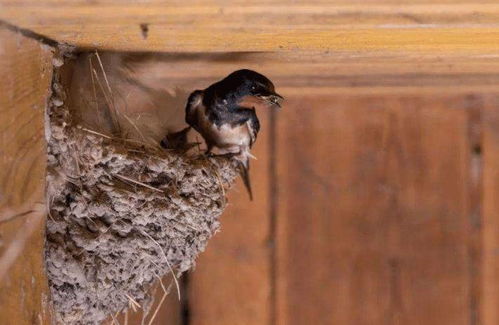 马蜂为什么会在屋檐筑巢(为什么马蜂会出现在我们的家里?)