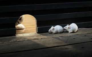 老鼠多久生一窝,一窝生几个 老鼠一公一母一年繁殖多少