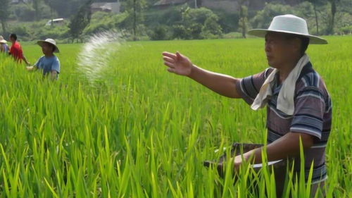 水稻施肥离不开尿素 尿素这样撒施,确保水稻高产 