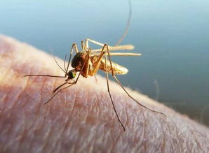 很多人都喜欢在蚊子包上掐个十字,这是为什么 专家 有科学依据