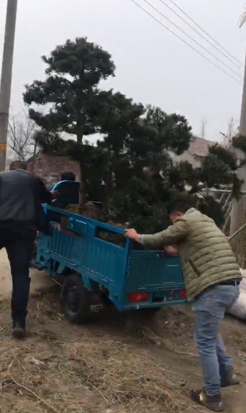 如皋怪事 树苗遭陌生人毁损,民警到场不制止反而放纵