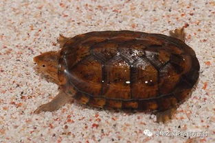 蝎泽龟的4个亚种 白喉泥龟与红面泥龟的区分 