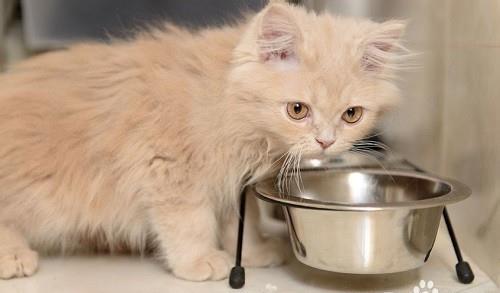 对猫非常危险的10种食物