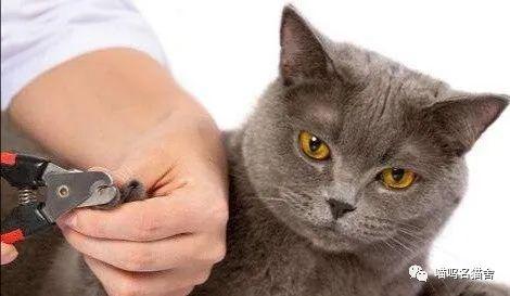 怎么给猫剪指甲,为喵星人剪指甲困难的原因 猫咪 