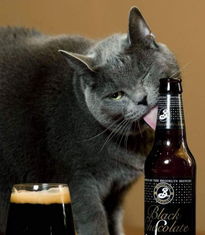 猫咪酷爱喝酒 多次凭好身手成功偷酒 图 