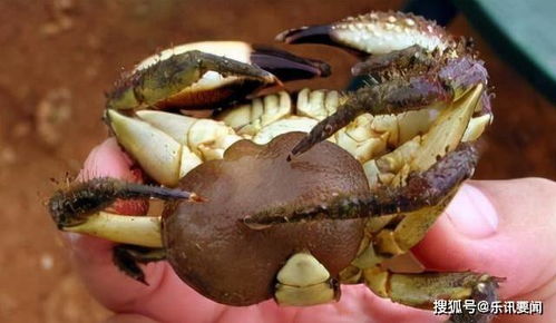 恐怖生物 蟹奴 ,寄生在螃蟹内控制其交配,最终成为僵尸螃蟹