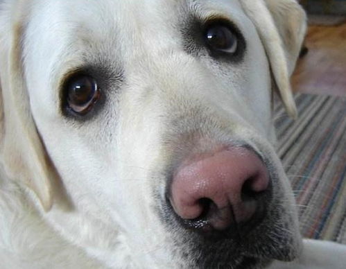 拉布拉多犬鼻子褪色,可不只是基因问题哦,很多宠主都不了解