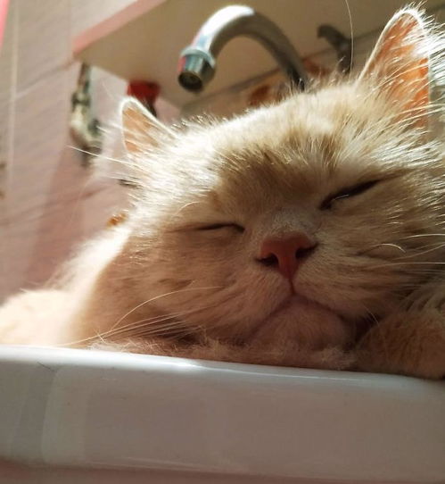 猫咪为何老偷窥主人洗澡 原因很暖心