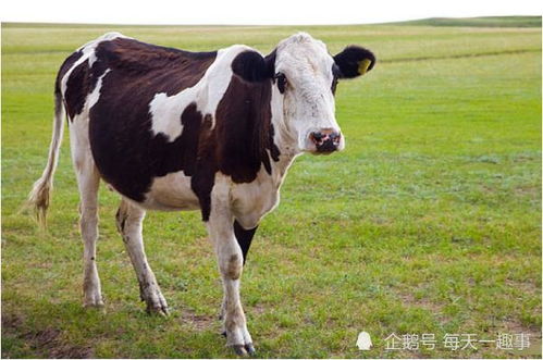 十牛九富 ,特别是1961年的生肖牛,接下一旺到年底