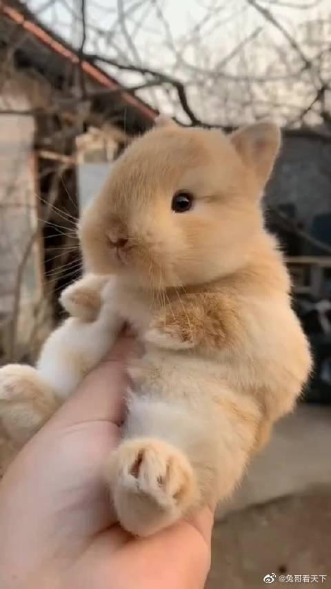 小兔兔