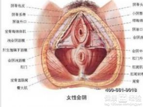 前庭大腺 搜狗图片搜索