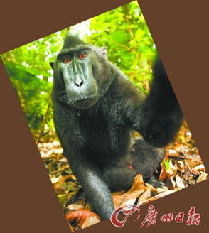 印尼猴子 自拍 版权归摄影师 