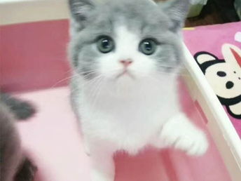 图 湖北武汉蓝白小猫咪到哪买 武汉宠物猫 