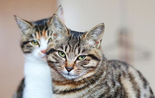 猫咪忠诚度排行榜 最 忠心 的4种猫和最 不忠 的2种猫