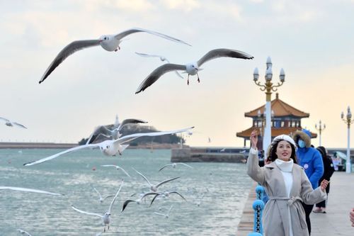 赏海鸥专车开通了 快来青岛看海鸥