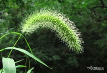 狗尾巴草的花语是什么 狗尾巴草的传说