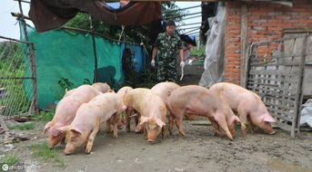 养猪场中常见的皮肤病,以及它的治疗措施