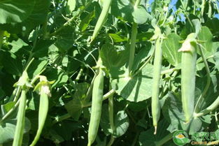 豌豆的种植方法和时间,豌豆种植时间和收获时间？