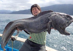 日本渔民在福岛海域捕巨型狼鱼 体长2米形如怪物