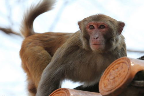 80年属猴人的晚年命运 40岁是一生最大的转折点 家有属猴的速看