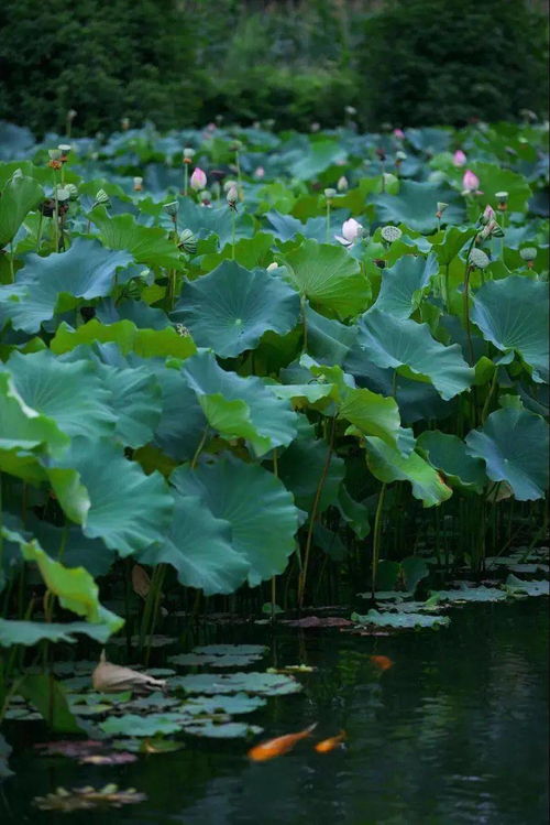 秋日限定 都江堰花海拍照攻略来啦,超出片