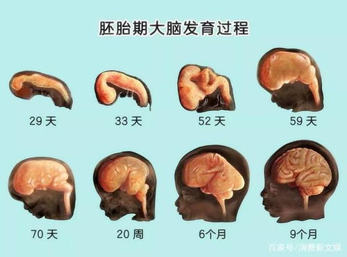 胎宝宝的大脑是怎样发育的