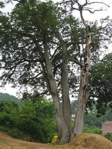 箭毒木是什么树属于桑科植物,剑木是什么？