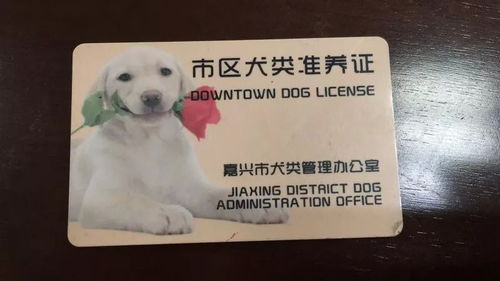 最美养犬人 与可可相伴的日子健康而快乐 