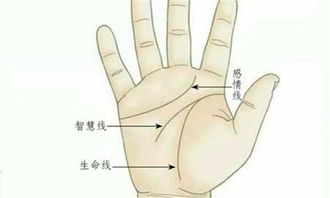 手掌生命线有三种 凶兆 斑点 截断 岛纹