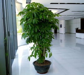 植物租赁酒店大厅摆放什么植物 