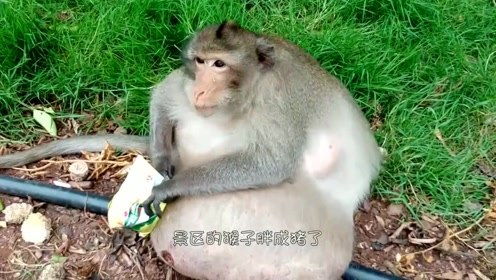 景区的猴子胖成猪了,网友刚开始觉得好玩,后面才觉得心酸